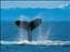 Albin-